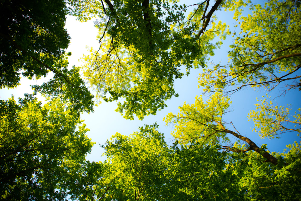 Skog med blå himmel